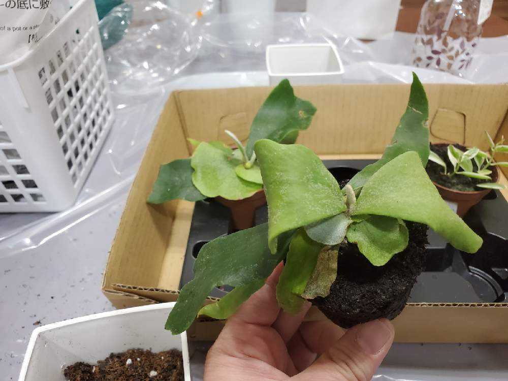 初心者が買ってきた植物を冬だけど植え替える Greensnap グリーンスナップ