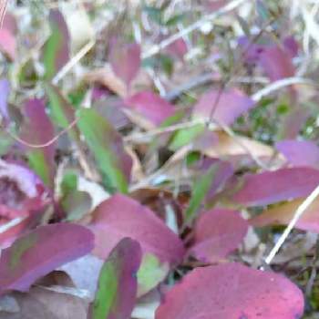 紅葉した葉っぱの画像 by お伽草詩さん | ヒメスイバと紅葉した葉っぱと群生と新年と陽当たりの良い場所と農道脇と雑草と開けた場所とお散歩