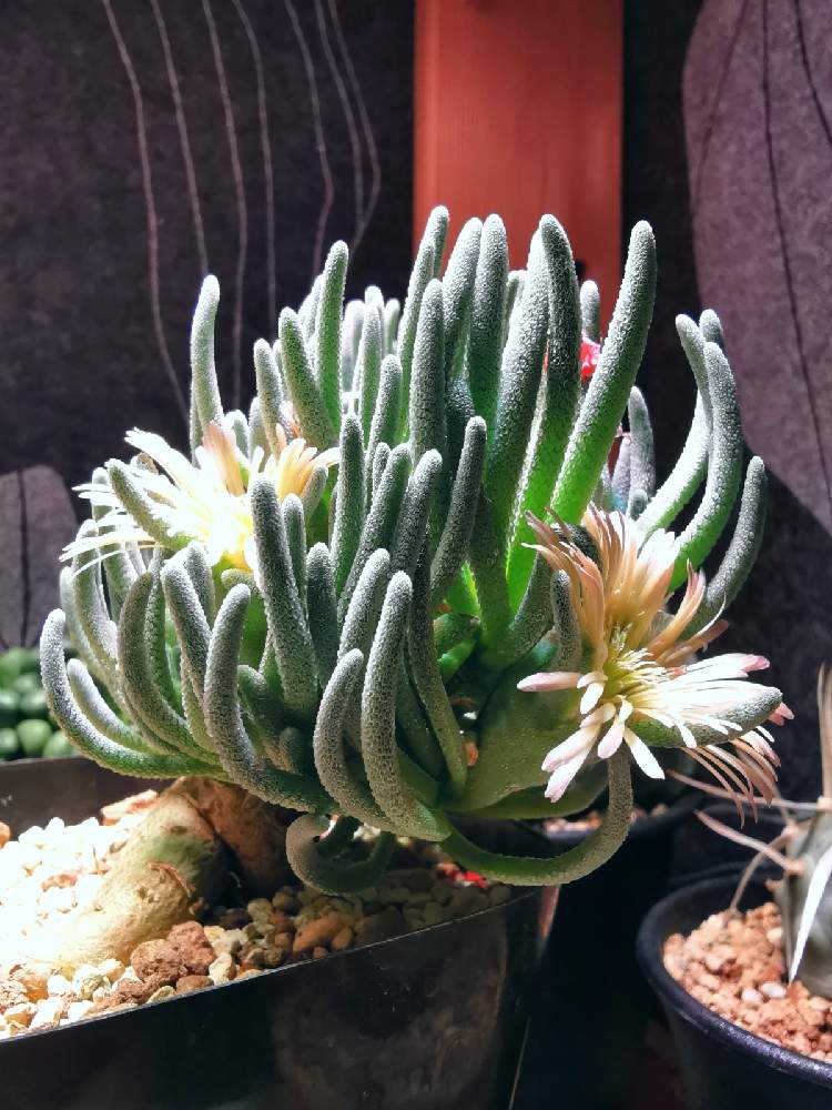 Phyllobolus rabiei / フィロボルス ラビエイ メセン 塊根植物 実生