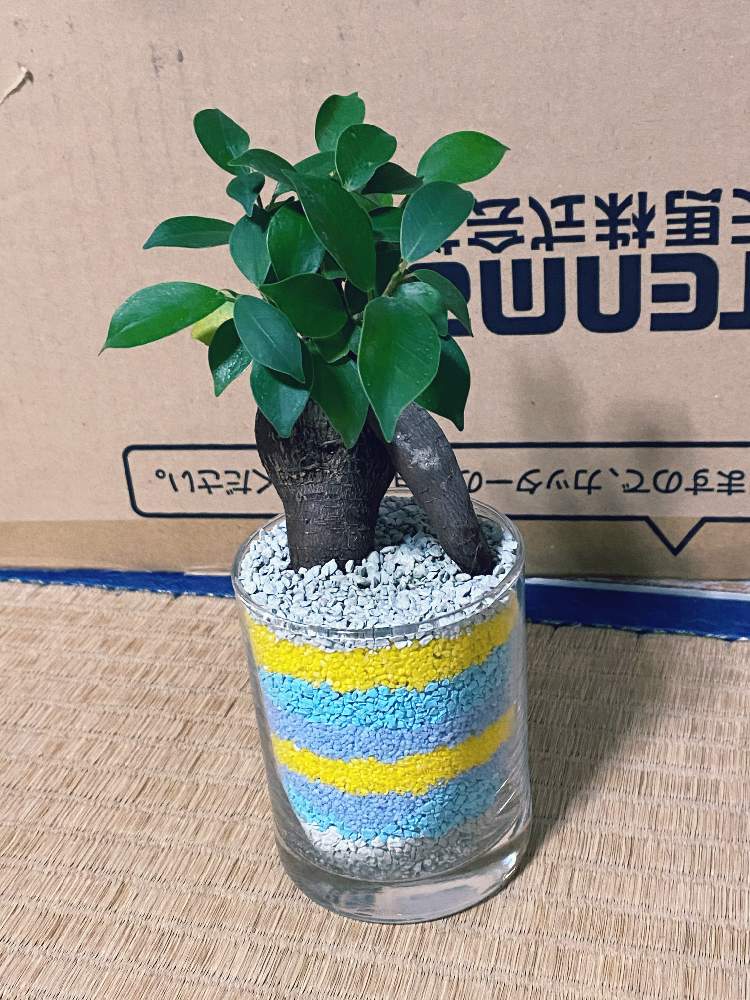 観葉植物の投稿画像 By ペッパー君さん カラーサンドと ガジュマルとおうち園芸 21月1月7日 Greensnap グリーンスナップ