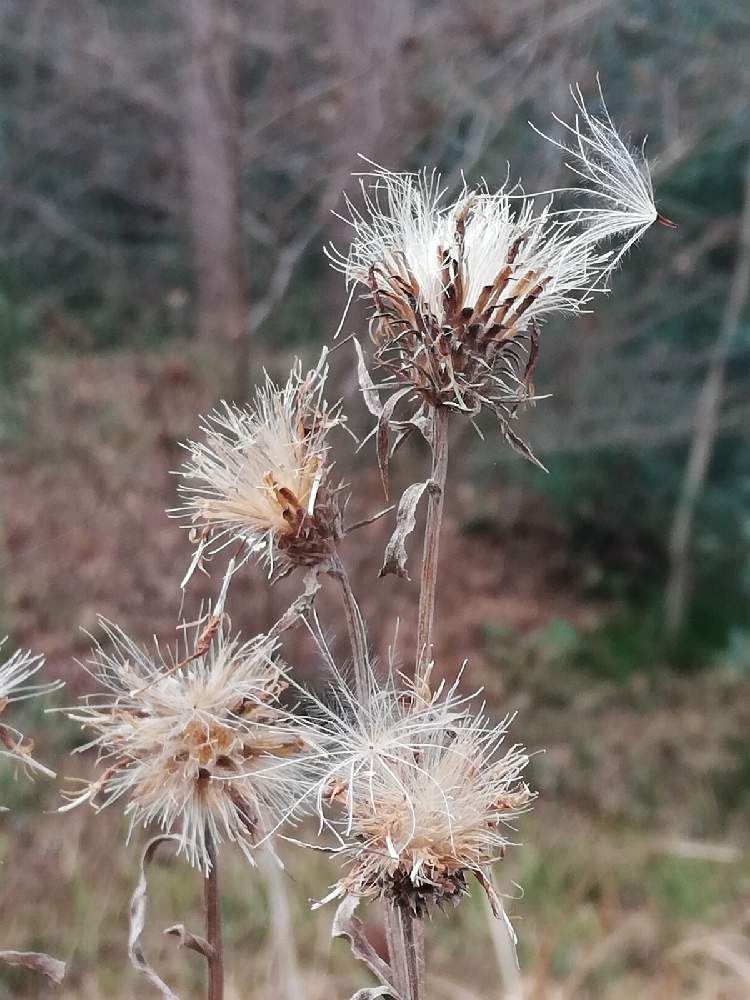 タイアザミの綿毛の投稿画像 By Shigeさん アザミの綿毛 21月1月7日 Greensnap グリーンスナップ タイアザミの綿毛の投稿画像 By Shigeさん アザミの綿毛 21月1月7日 Greensnap グリーンスナップ