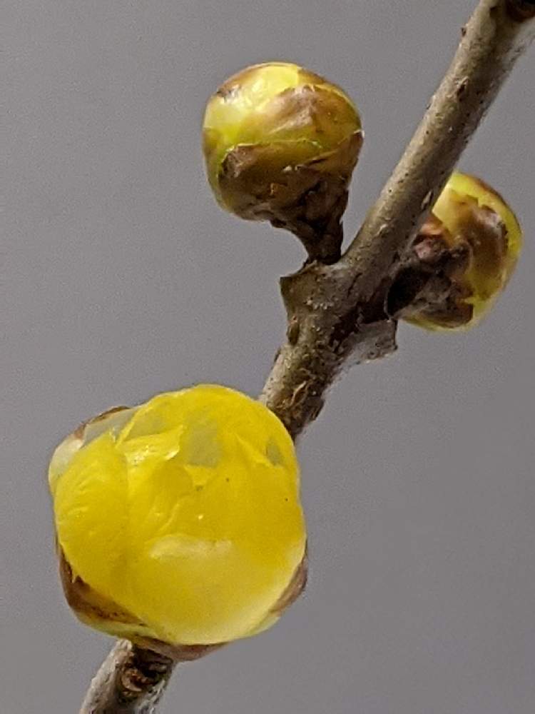 ロウバイの投稿画像 By 巫女歩 さん 良い香りとロウバイの花 と透き通るような花と新春飾りと蝋梅 ろうばいとデスクと満月蝋梅と良い香りとロウバイの花 と透き通るような花と新春飾りと満月蝋梅 21月1月7日 Greensnap グリーンスナップ Greensnap