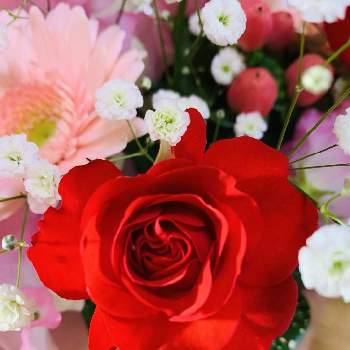 ゴッドセフィアナの画像 by ejyoさん | ゴッドセフィアナとバラとガーベラとミニバラとスイートピーとヒペリカムとカスミソウと花のある暮らしと赤色の花とお家とバラ科バラ属とバラ科