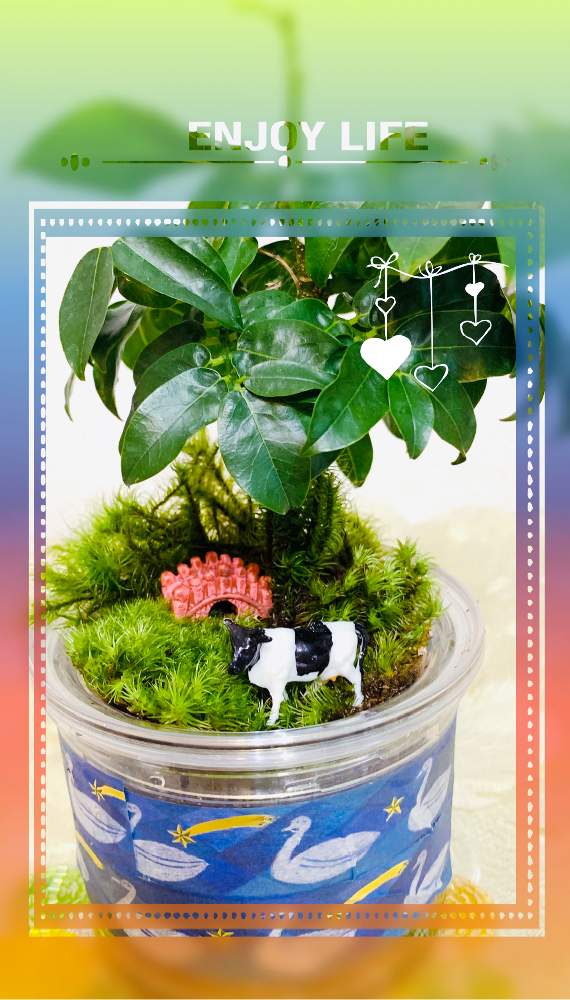 観葉植物の投稿画像 By Gogomasap さん 苔テラリウムとｇｓの繋がりに感謝 と医療現場の人々に感謝 21月1月7日 Greensnap グリーンスナップ