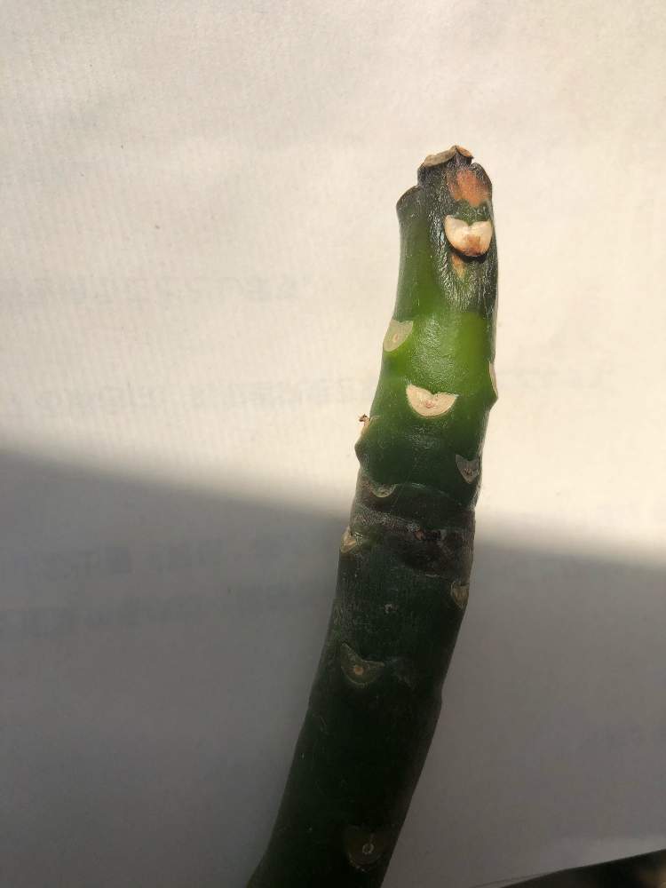 プルメリアの投稿画像 By こきんじさん 21月1月7日 Greensnap グリーンスナップ