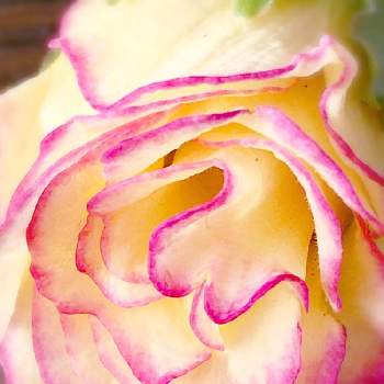 ズームしてみたの画像 by shippo ➰さん | 薔薇咲きジュリアンと部屋で楽しむと花と緑のある暮らしとズームしてみた