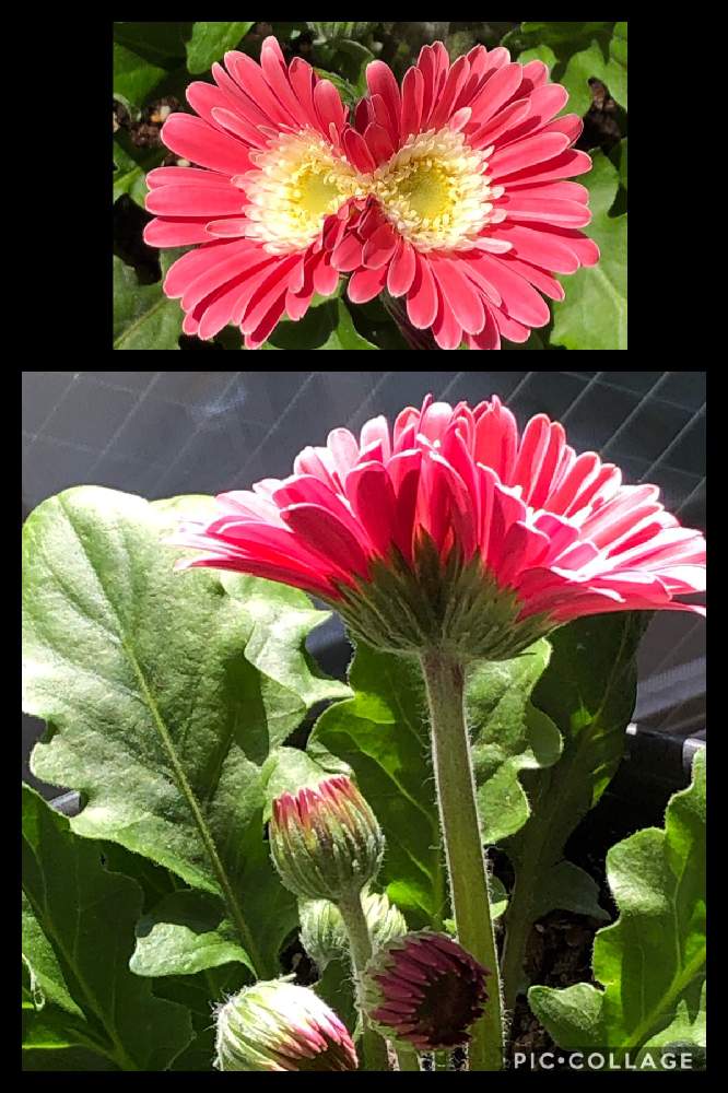 ガーベラの投稿画像 By Coolpeechanさん ガーベラ ガルビネアと私のみつけたものと仕事中とピンクの花と双子とgsでのご縁に感謝してとコロナに負けるな と花の癒しと医療現場の人々に感謝とピンクのガーベラ 21月1月7日 Greensnap グリーンスナップ