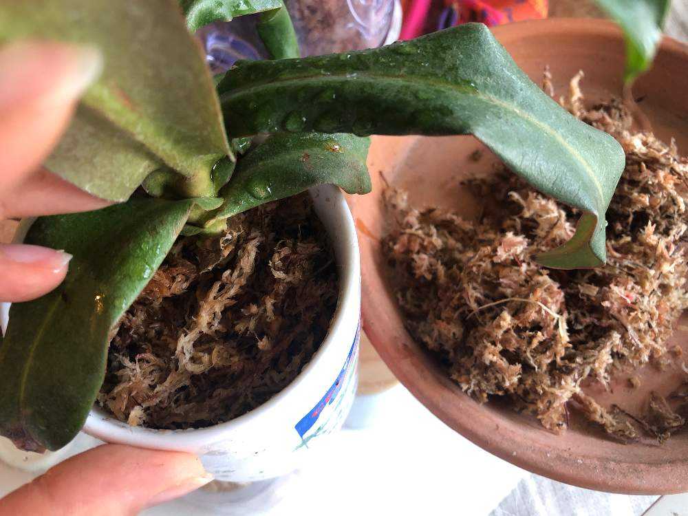 見切り品コーナーから救出 ネペンテス Greensnap グリーンスナップ