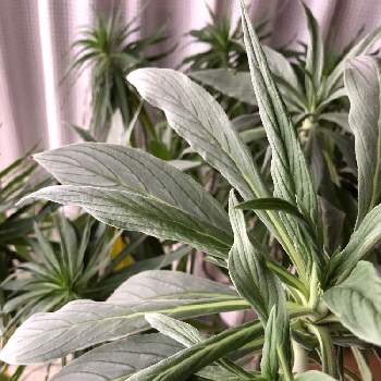 エキウム カンディカンスの投稿画像一覧 Greensnap グリーンスナップ