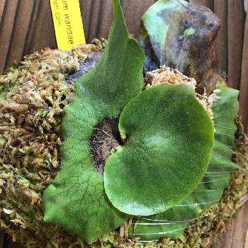 ビカクシダ ワンダエの投稿画像一覧 Greensnap グリーンスナップ