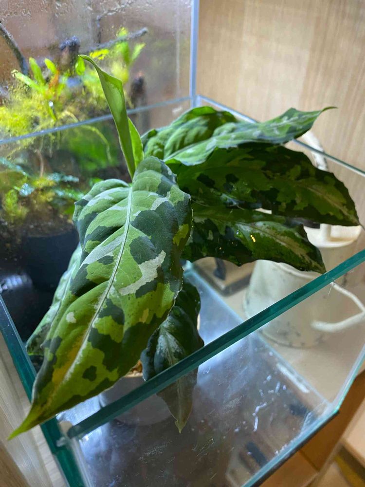アグラオネマ ピクタムの成長記録(2021.1〜)｜?GreenSnap（グリーン 
