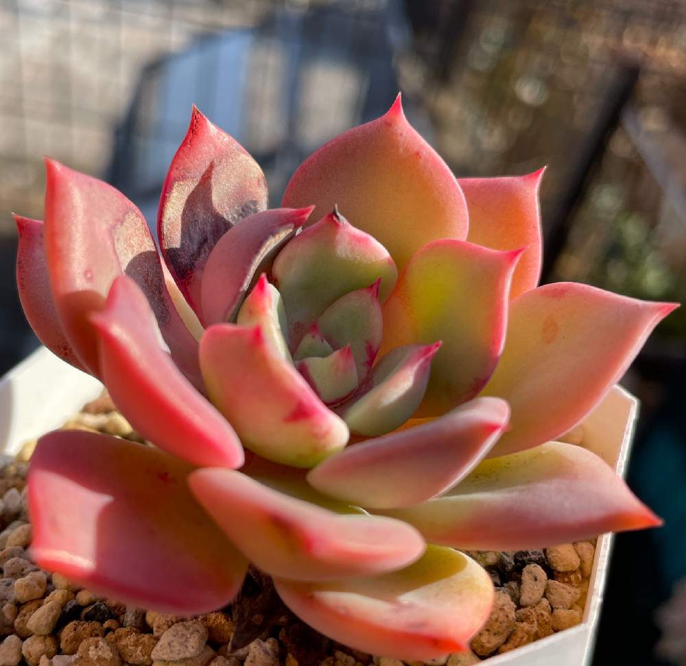 猫好きの投稿画像 By Mina Tanikuさん 爪フェチと多肉紅葉とエケ女と放置多肉とお爪がお好きとエケ好きとタニラーとおきに ๑ơ ơ と癒し とエケベリア シャルモンと綺麗な色とiphone12とecheveriaとかわいい 21月1月7日 Greensnap グリーンスナップ