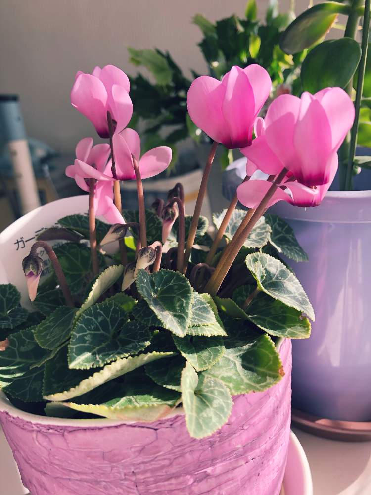 シクラメンの投稿画像 By Kzさん 室内グリーンと緑のある暮らしと室内多肉植物とシクラメン と花のある暮らしと室内管理と シクラメン 21月1月7日 Greensnap グリーンスナップ