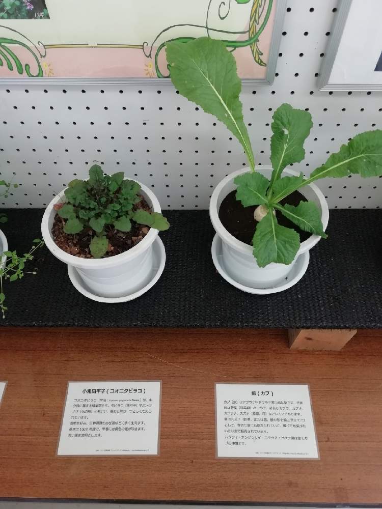 ホトケノザの投稿画像 By トユタさん スズナ 21月1月7日 Greensnap グリーンスナップ