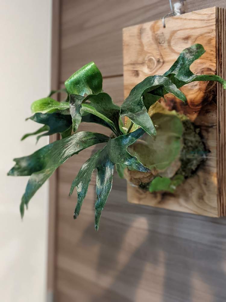 Platycerium Hillii Drummond Sporeの投稿画像 By Yk桜さん 部屋とyouは植と植物のある暮らしとボタニカルライフと ビカクシダと植物大好きと植中毒とp Hilliiと着生シダとシダはいいぞとシダ植物とビカクシダ普及委員会とplatyceriumとyouは植と植物のある暮らしと