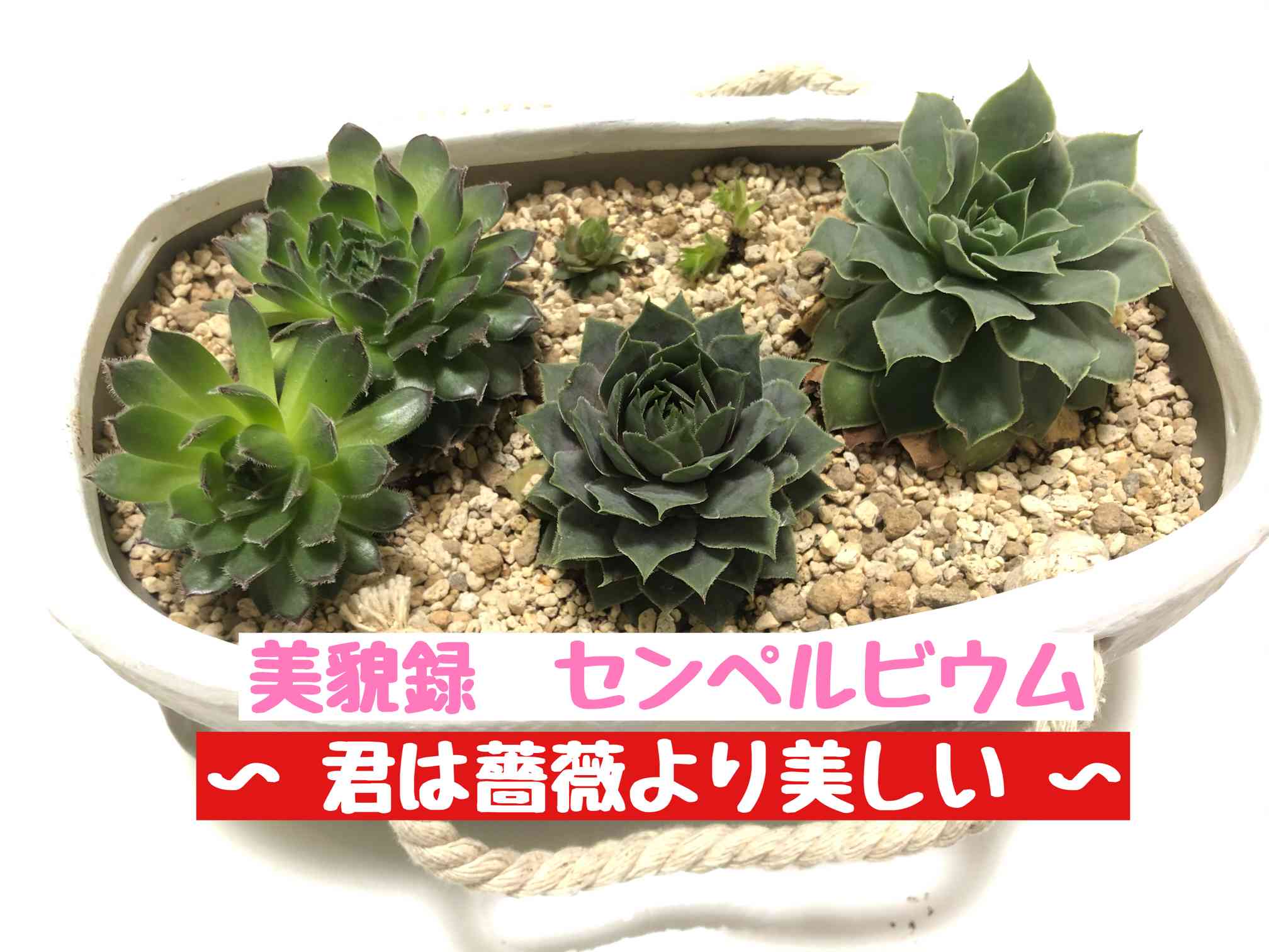 センペルビウム マイフェアレッド Z 古めかしい