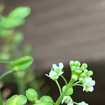 飛んできた種の投稿画像一覧 Greensnap グリーンスナップ 飛んできた種の投稿画像一覧 Greensnap グリーンスナップ