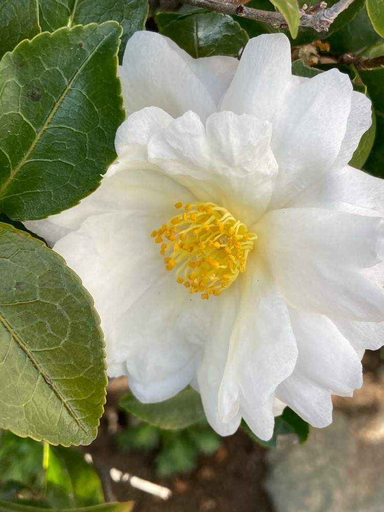 サザンカの投稿画像 By Manabeさん 山茶花 サザンカ と常緑広葉と白と黄色とツバキ科と美しいと通り道の生垣にと花のある暮らしと清楚な白いお花 21月1月8日 Greensnap グリーンスナップ