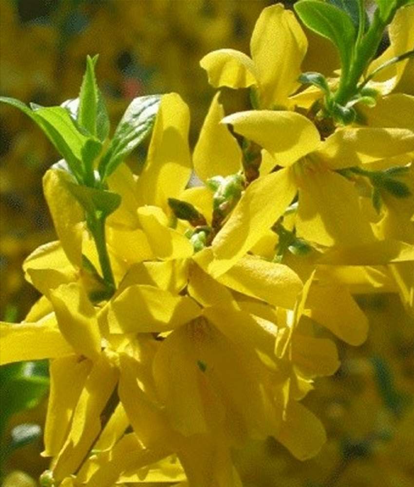 レンギョウの投稿画像 By Pasiphae さん 黄色い花と今日のお花と庭木と綺麗なお花とガーデニングと花のある暮らし 21月1月8日 Greensnap グリーンスナップ