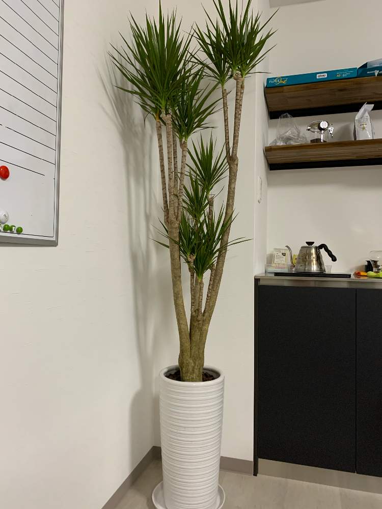 ドラセナ コンシンネの投稿画像 By ぱりんこさん 観葉植物 21月1月8日 Greensnap グリーンスナップ