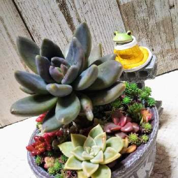 ふみにゃんさんのリメ鉢の投稿画像一覧 Greensnap グリーンスナップ