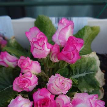 バラ咲きジュリアンブライダルベルの画像 by 花咲け❗じいちゃん!さん | 小さな庭と綺麗と濃いめのお色とさむ〜いとバラ咲きジュリアンブライダルベル