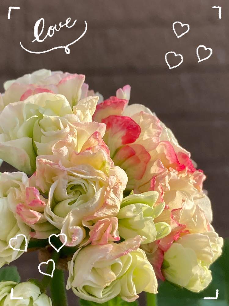 ゼラニウムの投稿画像 By ぷぷママさん バラ咲きゼラニウムとバラ咲きゼラニウム エンゼルブーケといつも笑顔で といつもありがとう と私の趣味と花 は癒し ๑ ᴗ とgsのみなさんに感謝 とお花に癒されてと元気もらえると花のある暮らし 21月1月8日