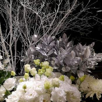 トルコキキョウ 白の投稿画像一覧 Greensnap グリーンスナップ