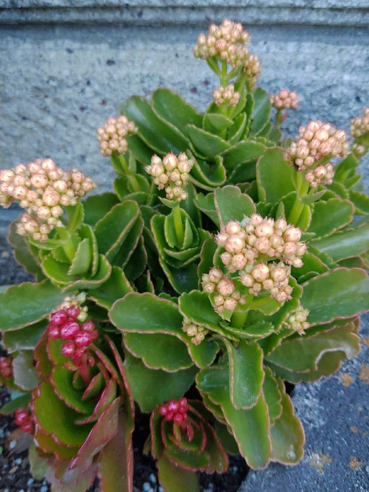 カランコエの投稿画像 By 白うさぎさん 金曜日の蕾たち 21月1月8日 Greensnap グリーンスナップ