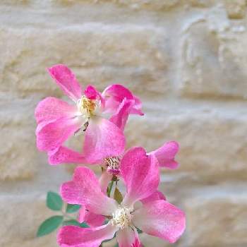 冬の花壇の投稿画像一覧 Greensnap グリーンスナップ