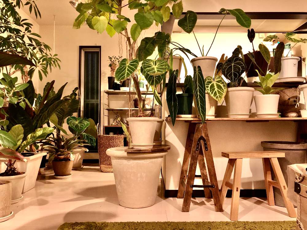 フィカス ウンベラータの投稿画像 By Guriさん アンスリウム クラリネルビウムとシェフレラとみどりのある暮らしとシェフレラ属とアンスリウム と観葉植物とボタニカルライフと原種アンスリウムとケイトさんとアンスロード とアンスリウム 原種とドラセナ属と