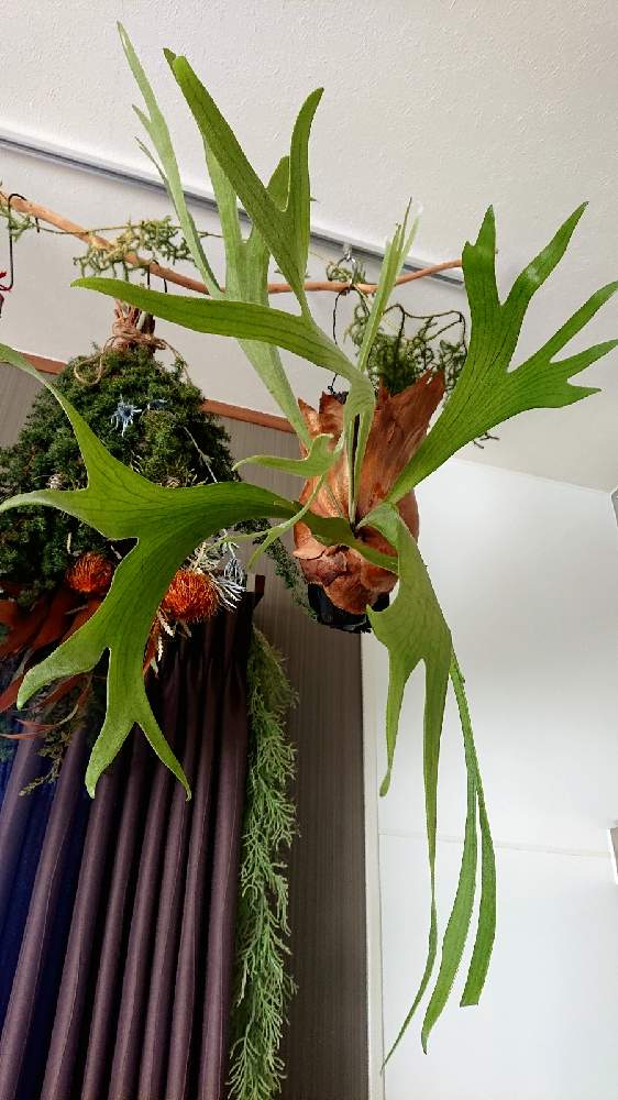 コウモリランの投稿画像 By カッペさん ビカクシダとコウモリラン ビカクシダとコウモリラン ビカクシダとビカクシダ ビフルカツム 21月1月8日 Greensnap グリーンスナップ