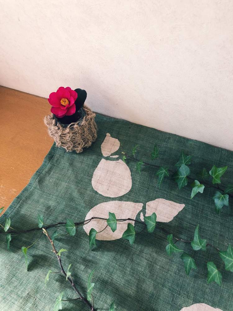 サザンカの投稿画像 By レインさん アイビーと観葉植物とアイビー とサザンカ 山茶花 とgs映えと赤い花と色のコントラストが素敵とテンション とgreen Up と育成中と咲いた 21月1月8日 Greensnap グリーンスナップ