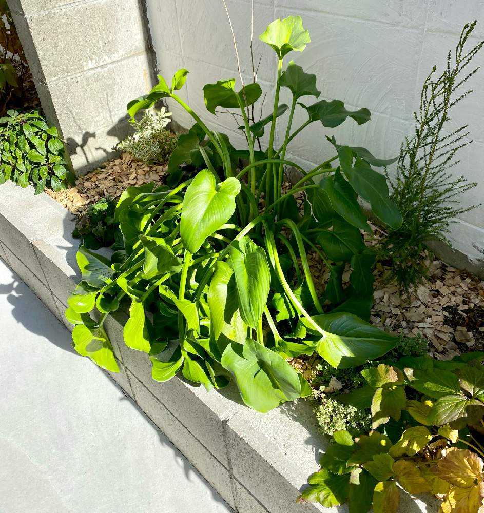 地植えの冬越し 21年1月大寒波 Greensnap グリーンスナップ