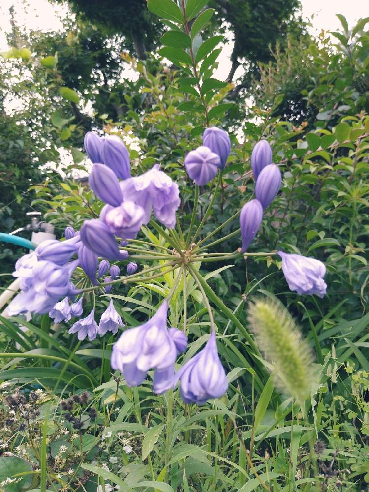 アガパンサス 八重の投稿画像 By ナスコ さん ほったらかしと アガパンサスとこれでも八重咲き 21月1月8日 Greensnap グリーンスナップ