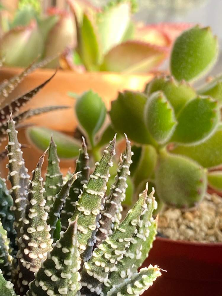熊童子の投稿画像 By 花梨さん 冬の星座と多肉植物と癒しのグリーンとハオルチア属と癒しとコチレドン属と鉢植えとかわいい 21月1月8日 Greensnap グリーンスナップ