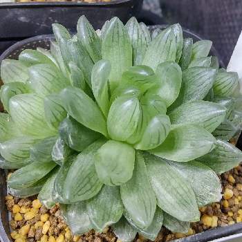 シンビフォルミス グラキリデリネアータの投稿画像一覧 Greensnap グリーンスナップ シンビフォルミス グラキリデリネアータの投稿画像一覧 Greensnap グリーンスナップ