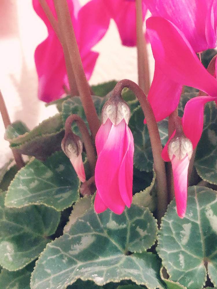 金曜日の蕾たちの投稿画像 By のほほんさん 初参加とピンク ピンクとつぼみと繋がりに感謝 と シクラメンと寒いとかわいい 21月1月8日 Greensnap グリーンスナップ