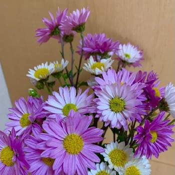 キク科キク属の画像 by ejyoさん | キクとスプレーマムとお家と紫色の花とピンク色の花と花のある暮らしと白色の花とキク科とキク科キク属とスプレーキク