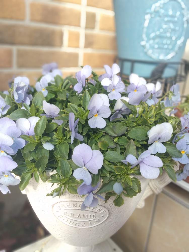 パンジー ビオラの投稿画像 By さゆりさん ビオラ ビビ ヘブンリーブルーとビオラ パンジーとおうち園芸とビビ ヘブンリーブルー と鉢植えとガーデニングと花のある暮らしとかわいいな と大好きビオラ 21月1月8日 Greensnap グリーンスナップ