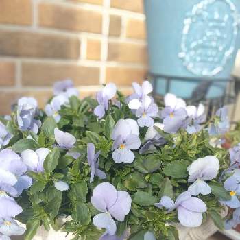 ビビ ヘブンリーブルーの投稿画像一覧 Greensnap グリーンスナップ