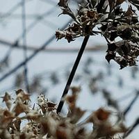 セイヨウニンジンボク,近くの公園,カサカサツアーより,シ～ソ～科の画像