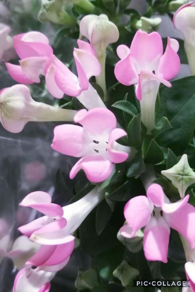 ブバルディアの投稿画像 By がよちゃんさん 21月1月8日 Greensnap グリーンスナップ