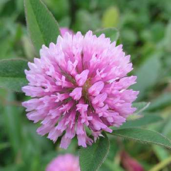 しろつめくさの投稿画像一覧 Greensnap グリーンスナップ