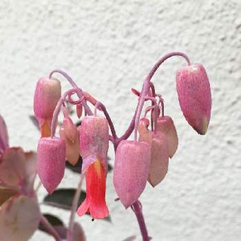 咲いてるよの画像 by ゆほちさん | 玄関と胡蝶の舞と可愛いよと大好きな植物と咲いてるよとつぼみと花のある暮らしと綺麗な色と可愛いピンク色♡