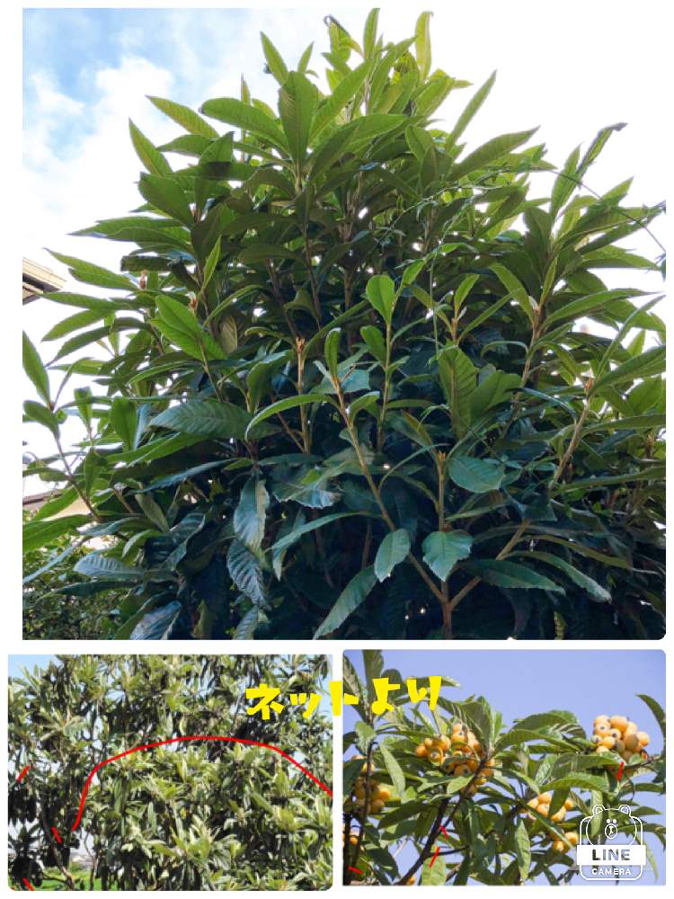 丈夫な花が好きの投稿画像 By ミワさんさん 庭の花と季節の花と庭の手入れとおうち園芸とガーデニングとビワの果実 21月1月8日 Greensnap グリーンスナップ