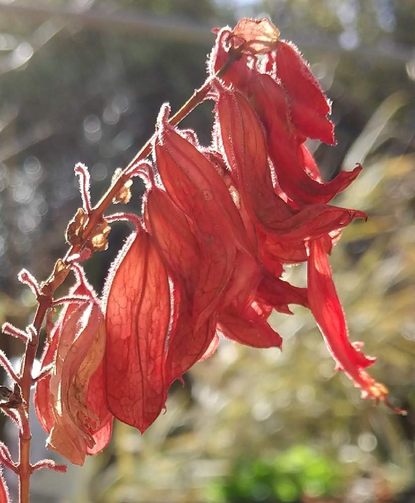 サルビアの投稿画像 By お伽草詩さん 枯れ始めた と小さな庭と最期の輝きと陽の光りを浴びてと魅力的と新年と冬枯れ と赤い花 と最期の輝きと陽の光りを浴びてと魅力的と新年と冬枯れ と赤い花 21月1月8日 Greensnap グリーンスナップ Greensnap