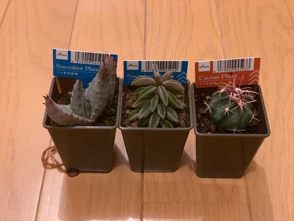 多肉植物の投稿画像 By Angie Gardenさん ダイソー産と名前が分からないと元気に育ちますように 21 月1月8日 Greensnap グリーンスナップ