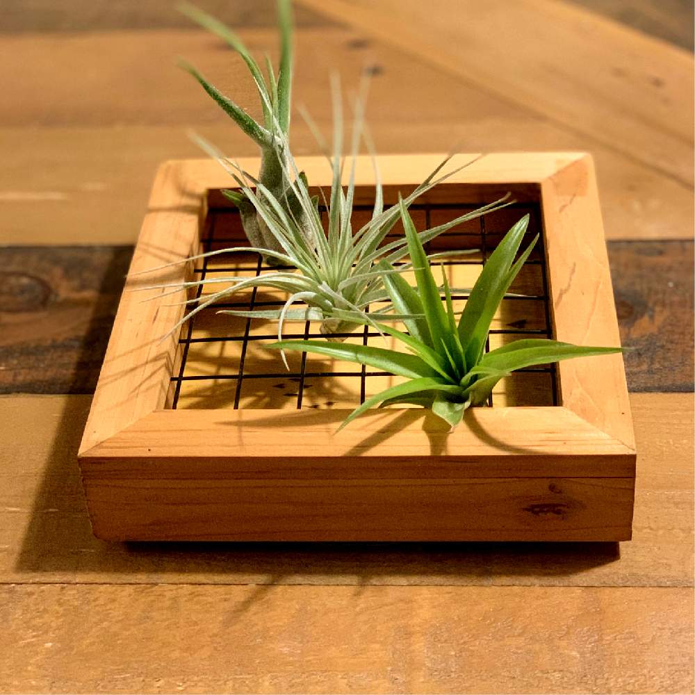 多肉中毒の投稿画像 By Maaさん 多肉植物と癒しとおうち園芸と多肉女子と大阪と多肉生活と多肉寄せ植えと関西タニラーとエアプランツ 21月1月9日 Greensnap グリーンスナップ