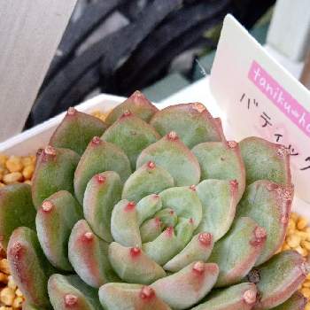今日もせっせとの投稿画像一覧 Greensnap グリーンスナップ